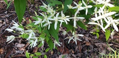 Clematis pubescens