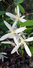 Clematis pubescens