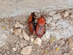 Rhynchophorus ferrugineus