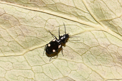 Lionychus quadrillum