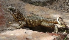 Leiocephalus carinatus