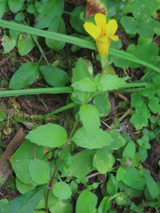 Erythranthe dentata