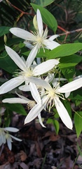 Clematis pubescens