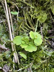 Chrysosplenium iowense