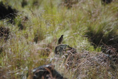 Anthus bogotensis