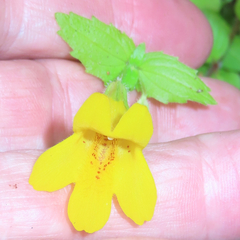 Erythranthe dentata