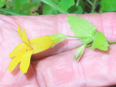 Erythranthe dentata