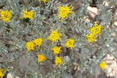 Pteronia incana