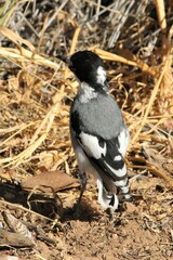 Lanioturdus torquatus