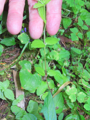 Erythranthe dentata
