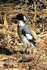 Lanioturdus torquatus