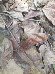 Centrolobium yavizanum