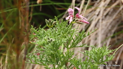 Pelargonium radens