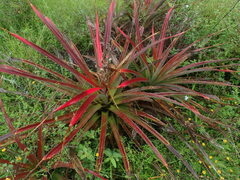 Bromelia