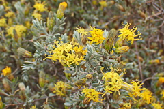 Pteronia incana