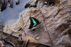 Graphium sarpedon luctatius