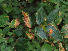 Prosartes smithii