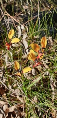 Diuris corymbosa