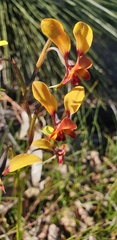 Diuris corymbosa