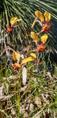 Diuris corymbosa