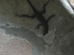 Anolis