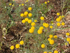 Oncosiphon grandiflorus