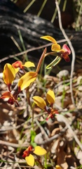 Diuris corymbosa