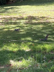 Sciurus carolinensis