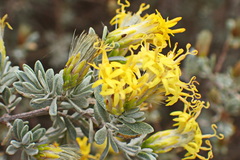 Pteronia incana