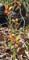 Diuris corymbosa