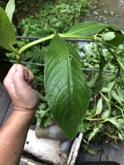 Hygrophila pogonocalyx