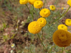 Oncosiphon grandiflorus