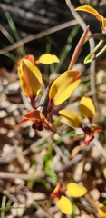 Diuris corymbosa