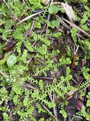 Selaginella eclipes