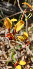 Diuris corymbosa