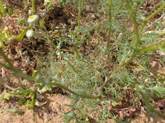 Oncosiphon grandiflorus