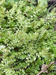 Selaginella eclipes