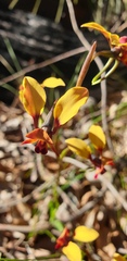 Diuris corymbosa