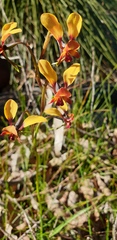 Diuris corymbosa