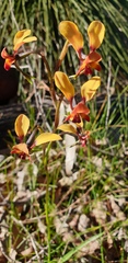 Diuris corymbosa