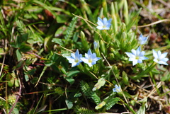 Gentiana prostrata