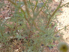 Oncosiphon grandiflorus