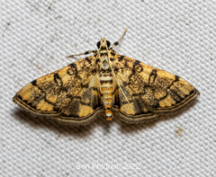 Lamprosema