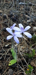 Cyanicula sericea