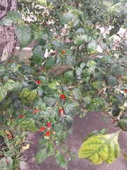 Capsicum annuum