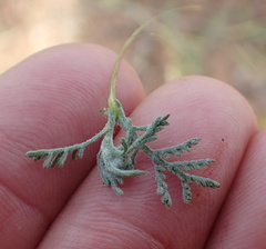 Oncosiphon grandiflorus