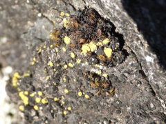 Candelariella aurella