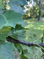 Pterophylla camellifolia
