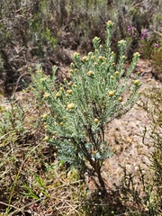 Oedera fruticosa