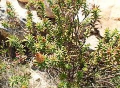 Oedera speciosa